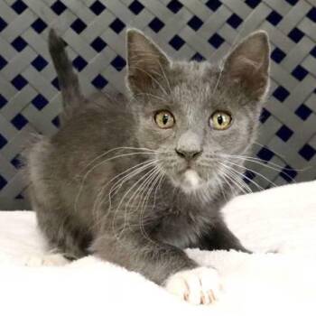 Billy -  Domestic Long Hair Cat for Adoption in Midland, Texas - Billy | PetCurious