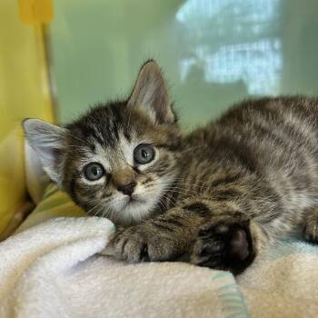 Nabi -  Domestic Short Hair Cat Available for Adoption in Abilene, Texas - Nabi | PetCurious