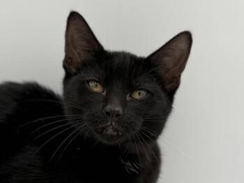 Brynlee -  Domestic Short Hair Cat for Adoption in Portland, Oregon - Brynlee | PetCurious