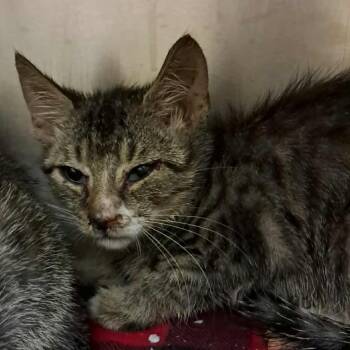 Rescue Domestic Short Hair Cats for Adoption in Valley, Alabama - Rono | PetCurious