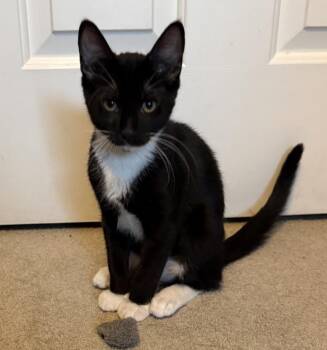 Chip (with Ash) -  Domestic Short Hair Cat for Adoption in Silverton, Oregon - Chip (with Ash) | PetCurious
