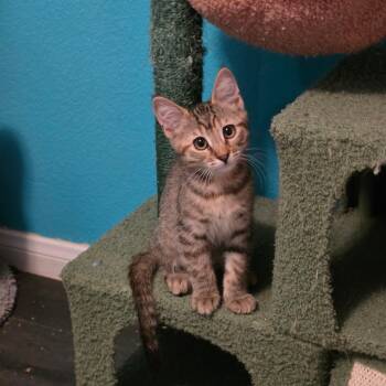 Dolly Parton -  Domestic Short Hair Cat for Adoption in Las Vegas, Nevada - Dolly Parton | PetCurious