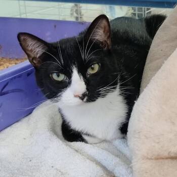 Sprite (BW) -  Domestic Short Hair Cat for Adoption in Alexandria, Virginia - Sprite (BW) | PetCurious