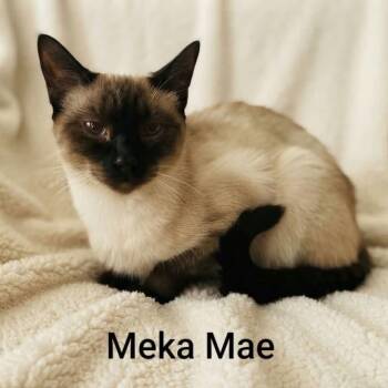 Meka Mae -  Siamese Cat for Adoption in Wyandotte, Michigan - Meka Mae | PetCurious