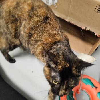 Roma -  Domestic Short Hair Cat for Adoption in Carroll, Iowa - Roma | PetCurious