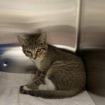 Torpedo -  Domestic Short Hair Cat for Adoption in Blue Ridge, Georgia - Torpedo | PetCurious