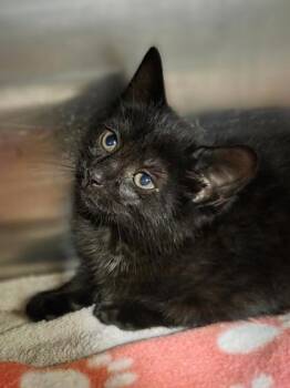 Becky -  Domestic Short Hair Cat for Adoption in Westland, Michigan - Becky | PetCurious