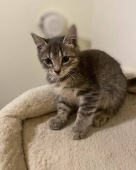 Mermista -  Domestic Short Hair Cat for Adoption in San Antonio, Texas - Mermista | PetCurious