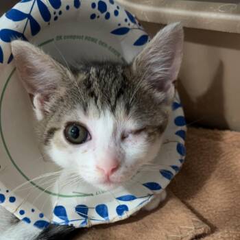 Widget -  Domestic Short Hair Cat for Adoption in Fairmont, West Virginia - Widget | PetCurious