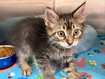 BILLY -  Domestic Short Hair Cat for Adoption in Brentwood, Missouri - BILLY | PetCurious