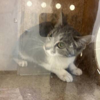 71504 -  Domestic Short Hair Cat for Adoption in Harrisonburg, Virginia - 71504 | PetCurious