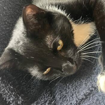 American Shorthair Cats Available for Adoption - Flapjack | PetCurious