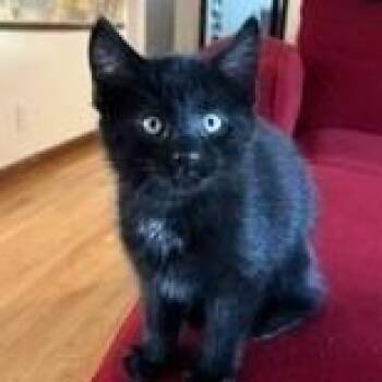 Teddy -  Domestic Medium Hair Cat for Adoption in Fairway, Kansas - Teddy | PetCurious