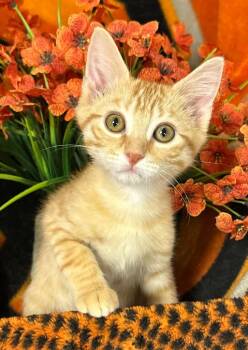 6/3/26 Cedar -  Domestic Short Hair Cat for Adoption in Stillwater, Oklahoma - 6/3/26 Cedar | PetCurious