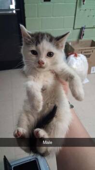 Domestic Medium Hair Cats Available for Adoption in Burnsville, North Carolina - Squiggle | PetCurious
