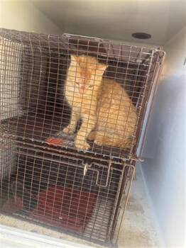 Domestic Short Hair Cats Available for Adoption - A650852 | PetCurious