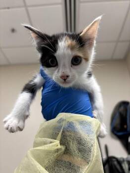 JOSEPHINE -  Domestic Medium Hair Cat for Adoption in Las Vegas, Nevada - JOSEPHINE | PetCurious