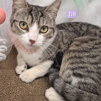 Domestic Short Hair and Tabby Cats Available for Adoption - Jill | PetCurious