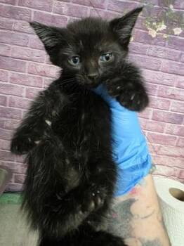 Rambo -  Domestic Short Hair Cat for Adoption in Houston, Texas - Rambo | PetCurious