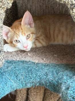 Sandstorm -  Domestic Short Hair Cat for Adoption in Berwick, Pennsylvania - Sandstorm | PetCurious