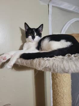 Rescue Domestic Short Hair Cats for Adoption in Lincoln Park, Michigan - Molasses | PetCurious