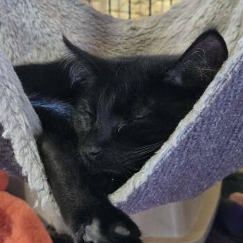 Sergeant -  Domestic Short Hair Cat for Adoption in Park Falls, Wisconsin - Sergeant | PetCurious