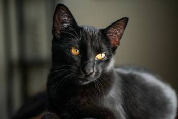 Rescue Domestic Short Hair Cats for Adoption in Millcreek, Utah - Shirley | PetCurious