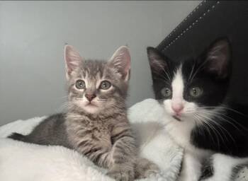 Domestic Short Hair Cats Available for Adoption in Wheaton, Illinois - Tom & Jerry (bonded Pair) | PetCurious