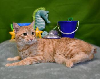 Sonny -  Domestic Short Hair Cat Available for Adoption in Roanoke, Texas - Sonny | PetCurious