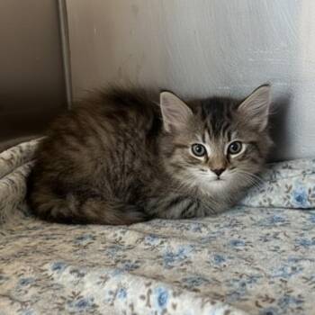 Mascara -  Domestic Short Hair Cat for Adoption in Elyria, Ohio - Mascara | PetCurious