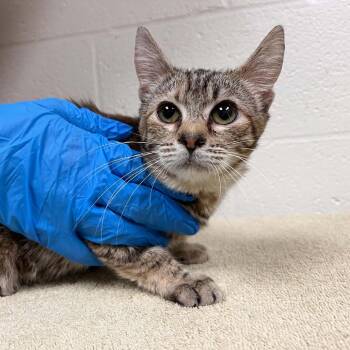 Domestic Short Hair Cats Available for Adoption in Charlottesville, Virginia - Spindle | PetCurious