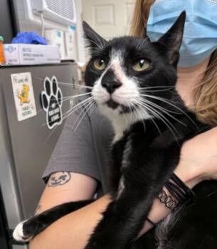 Kronos -  Domestic Short Hair Cat for Adoption in Pomona, New York - Kronos | PetCurious
