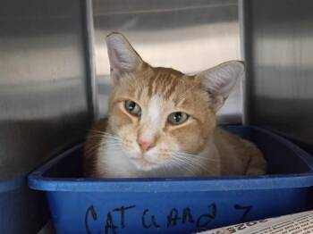 HATTON -  Domestic Short Hair Cat for Adoption in Martinez, California - HATTON | PetCurious
