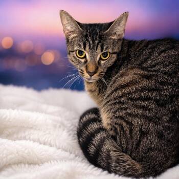 Twilight Princess -  Domestic Short Hair Cat for Adoption in Binghamton, New York - Twilight Princess | PetCurious