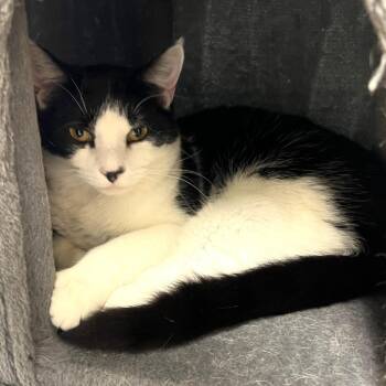 Domestic Short Hair Cats Available for Adoption in Columbia, Illinois - BamBam | PetCurious