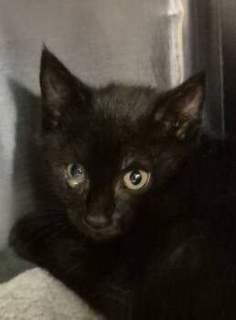 Rescue Domestic Short Hair Cats for Adoption in Raleigh, North Carolina - Orthain | PetCurious