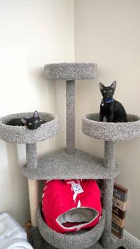 Rescue Bombay and Domestic Short Hair Cats for Adoption in Lucas, Texas - Raven & Crow | PetCurious