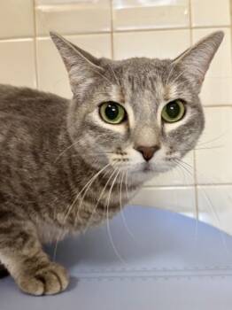 Rescue Domestic Short Hair Cats for Adoption in San Antonio, Texas - Ruby | PetCurious