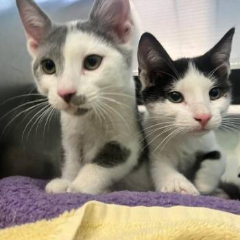 Domino -  Domestic Short Hair Cat for Adoption in Dayton, Ohio - Domino | PetCurious