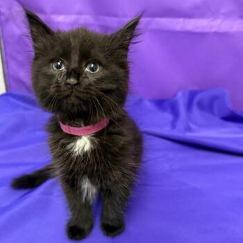 Delia -  Domestic Medium Hair Cat Available for Adoption in North Myrtle Beach, South Carolina - Delia | PetCurious