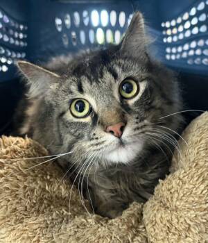 Domestic Long Hair Cats Available for Adoption in Allegan, Michigan - Neeco | PetCurious