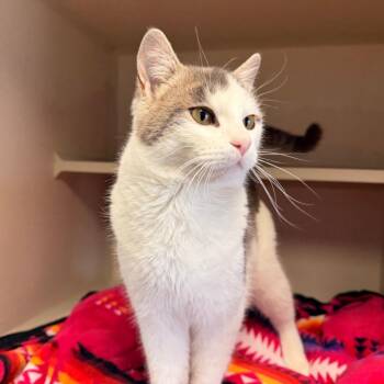 Kerouac -  Domestic Short Hair Cat for Adoption in Pagosa Springs, Colorado - Kerouac | PetCurious