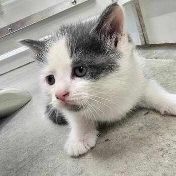 Domestic Short Hair Cats Available for Adoption in Jasper, Indiana - Bentley | PetCurious