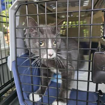Smokey -  Domestic Short Hair Cat for Adoption in Salt Lake City, Utah - Smokey | PetCurious