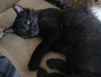 Rescue American Shorthair Cats for Adoption in Huntington Beach, California - Wilson | PetCurious