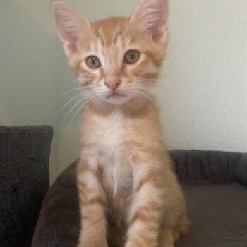 LIAM -  Domestic Medium Hair Cat for Adoption in Auburn, California - LIAM | PetCurious