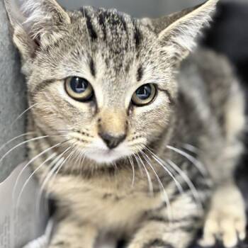 Syrax-5038 -  Domestic Short Hair Cat for Adoption in Tyler, Texas - Syrax-5038 | PetCurious