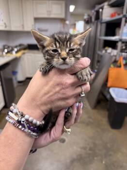 Tapioca -  Domestic Short Hair Cat for Adoption in Sanford, North Carolina - Tapioca | PetCurious