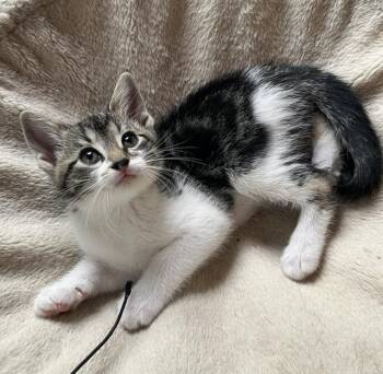 American Shorthair Cats Available for Adoption in Lemoyne, Pennsylvania - Coralbell (like The Flower, She Is A Little Cutie!) | PetCurious