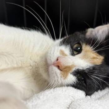 Cordelia -  Calico Cat for Adoption in Edmond, Oklahoma - Cordelia | PetCurious